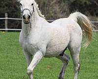 arabian-gelding