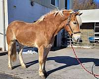 15-hand-haflinger-gelding