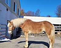 15-hand-haflinger-horse