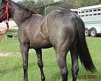 ranch-work-quarter-horse