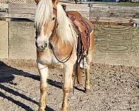 15-hand-haflinger-mare