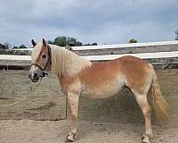 15-hand-haflinger-horse