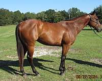 all-around-barrel-racing-quarter-horse