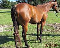 bay-quarter-horse-gelding