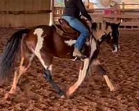 draft-horse-for-sale