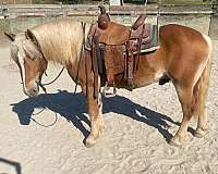 chestnut-gelding-for-sale