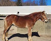 project-trail-haflinger-horse