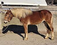 chestnut-haflinger-gelding