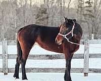 bay-friesian-mare