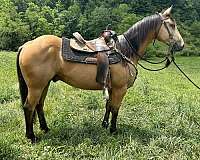 quarter-horse-gelding