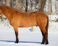 dressage-quarter-horse