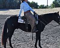 ranch-gelding