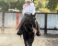 register-of-merit-gelding