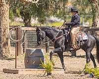 reining-gelding