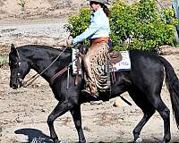 quarter-horse-for-sale