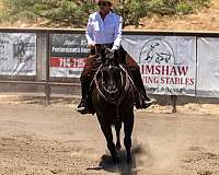 show-gelding