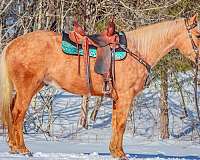 all-around-quarter-horse