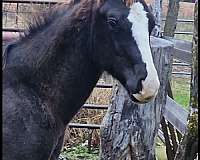 black-2-front-white-socks-horse