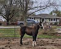 2-front-white-socks-horse