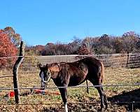 gorgeous-mover-paint-horse