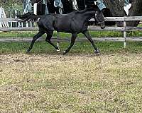 thoroughbred-horse-for-sale