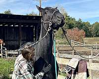 barrel-racing-mare