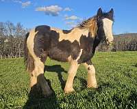 tobiano-draft-flashy-horse