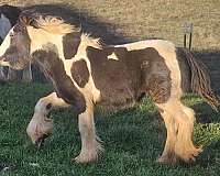 tobiano-filly-foal