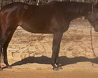 founda-thoroughbred-horse