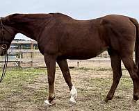 chestnut-rpsi-broodmare