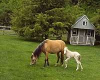 cremello-shetland-pony-colt