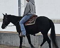 foundation-started-under-saddle-quarter-horse