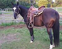 black-foundation-started-under-saddle-horse