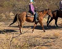 quarter-horse-for-sale