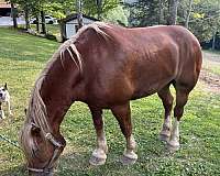 trail-riding-belgian-pony