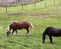 western-riding-belgian-pony