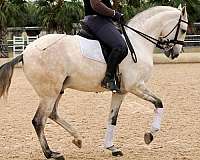 lusitano-horse