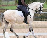 stallion-lusitano-horse