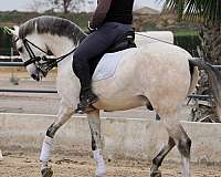 grey-lusitano-horse