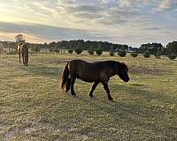 black-lesson-trail-pony