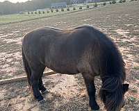 pony-gelding