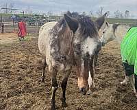 appaloosa-horse-for-sale