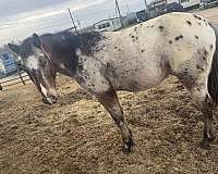 appaloosa-gelding