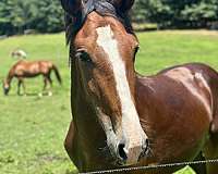 andalusian-clydesdale-horse