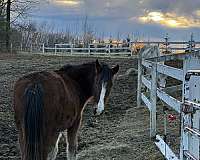 andalusian-clydesdale-horse