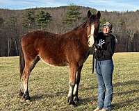 andalusian-clydesdale-gelding