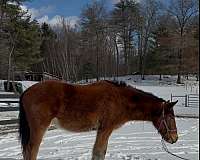 andalusian-clydesdale-horse-for-sale