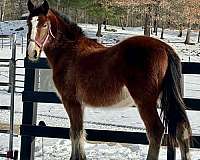 andalusian-clydesdale-gelding