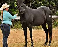 black-no-but-is-branded-horse