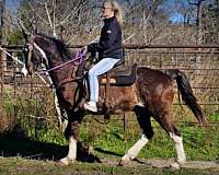 kids-missouri-fox-trotter-horse